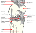 Knee diagram.svg