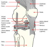 Muscles of the knee diagram