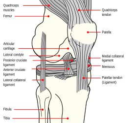 Diagram of the right knee.