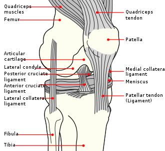 Knee Knee diagram.svg