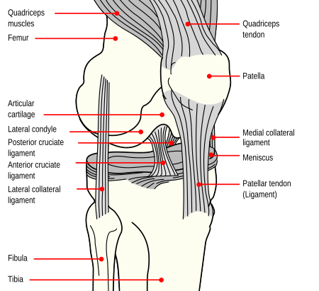 Ligamen