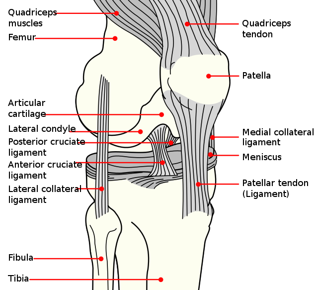 Medial knee injuries - Wikipedia