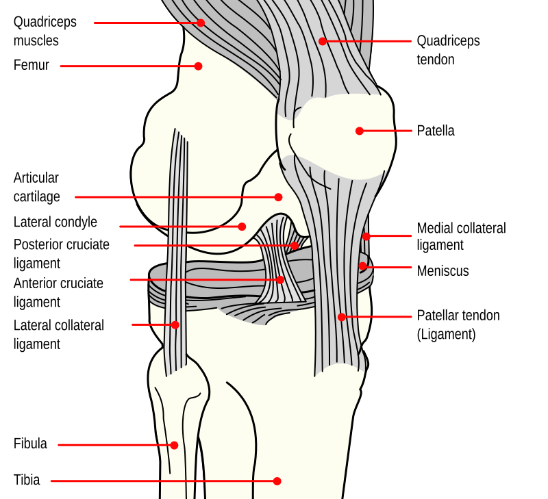 ACL Tear - Causes, Symptoms, Treatment and Prevention