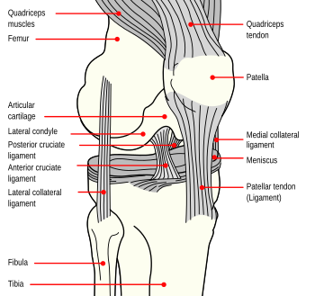 File:Knee diagram.svg