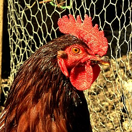 Kop van Rhode Island Red haan