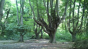 Head beeches in the Kottenforst