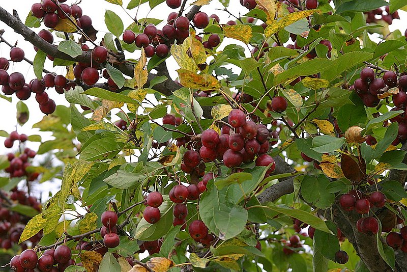 File:Korea-Andong-Hahoe Folk Village-Fruit tree-01.jpg