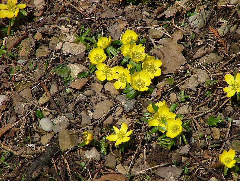 File:Krokus - panoramio.jpg