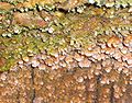 Foto aus der Kubacher Kristallhöhle mit den typischen Kristallformen an der Wand