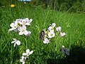 řeřišnice luční (Cardamine pratensis)