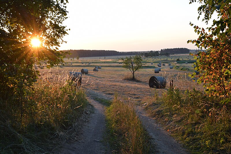 File:Kunšach pole (Rapšach).jpg