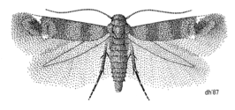 Zapyrastra calliphana