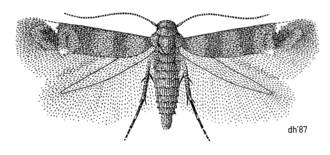 Illustration of Zapyrastra calliphana LEPI Momphidae Zapyrastra calliphana.png