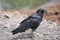 * Nomination La Palma - Cuervo Canario (Corvus Corax) on Ruta de los Volcanes --Imehling 08:45, 1 May 2023 (UTC) * Promotion  Support Good quality. --Rjcastillo 08:58, 1 May 2023 (UTC)