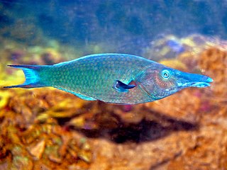 <i>Gomphosus caeruleus</i> Species of bird wrasse