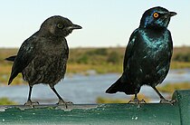 Lamprotornis nitens -Kruger National Park, South Africa -adult and juvenile-8.jpg