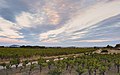 * Nomination Landscape of vineyards, trail and pine forest in the commune of Castelnau-de-Guers. --Christian Ferrer 09:49, 13 November 2016 (UTC) * Promotion Good quality. --Poco a poco 10:39, 13 November 2016 (UTC)