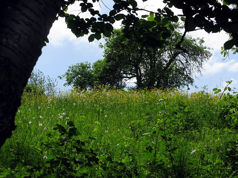 File:Landschaftsschutzgebiet in Merzhausen am Schönberg (6).jpg