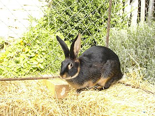 Das Lohkaninchen ist eine klei