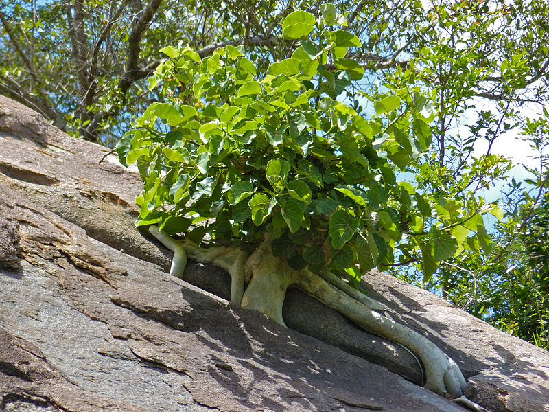File:Large-leaved Rock Fig (Ficus abutilifolia) (13960371426).jpg