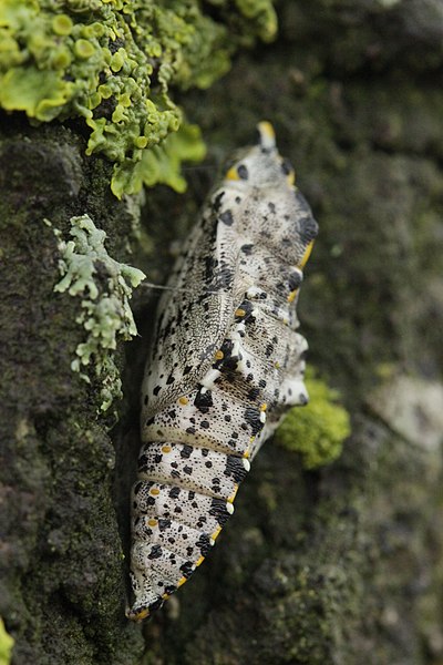 File:Large White - Pieris brassicae (25148837137).jpg