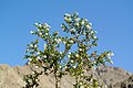 Larrea tridentata Anza-Borrego.jpg