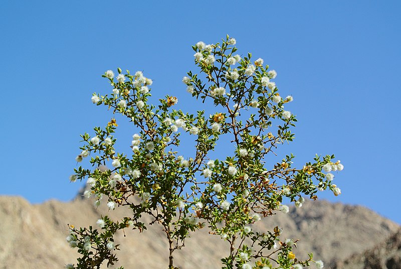 File:Larrea tridentata Anza-Borrego.jpg