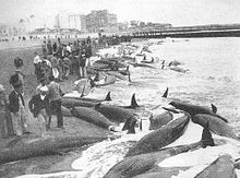 Mar del Plata in Argentina in 1946, the largest false killer whale stranding Las Pseudo Orcas de Mar del Plata 3 Playa Bristol.jpg