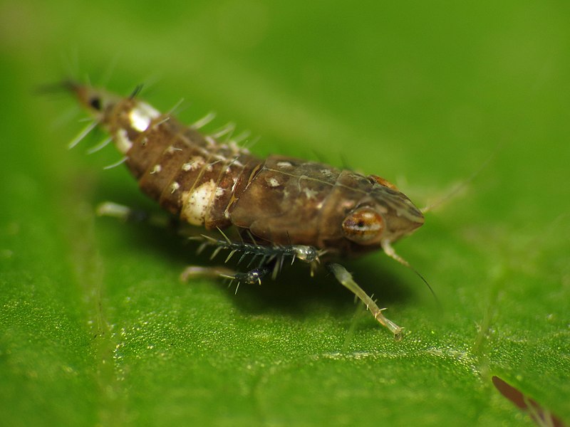 File:Leaf Hopper Nymph (14946354074).jpg