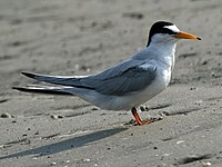 Tern, Least Sternula antillarum