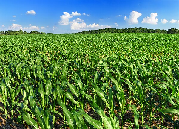 A Lehigh Township cornfield in June 2010