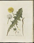 Leontodon taraxacum (modern=Taraxacum sect. Ruderalia) (Plate 0168)