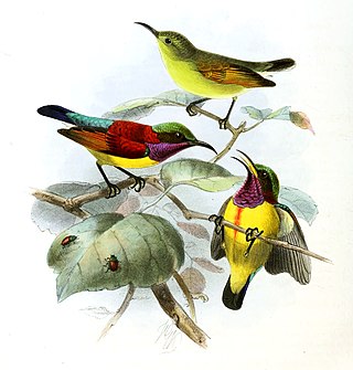 <span class="mw-page-title-main">Purple-throated sunbird</span> Species of bird