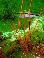 Leptogorgia virgulata in the Gulf of Florida Leptogorgia virgulata, Golfo de Florida.jpg