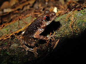 Tayland.jpg görüntüsünden Leptolalax melanoleucus'un açıklaması.