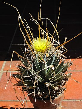 Kukkiva sormikaktus (Leuchtenbergia principis).