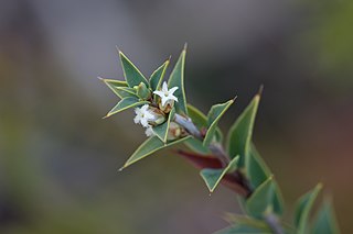 <i>Styphelia rufa</i> Species of plant