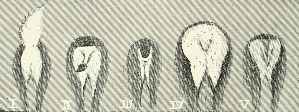 "Life_Histories_of_Northern_Mammals_(1909)_Cervidae_tails.png" by User:Mariomassone