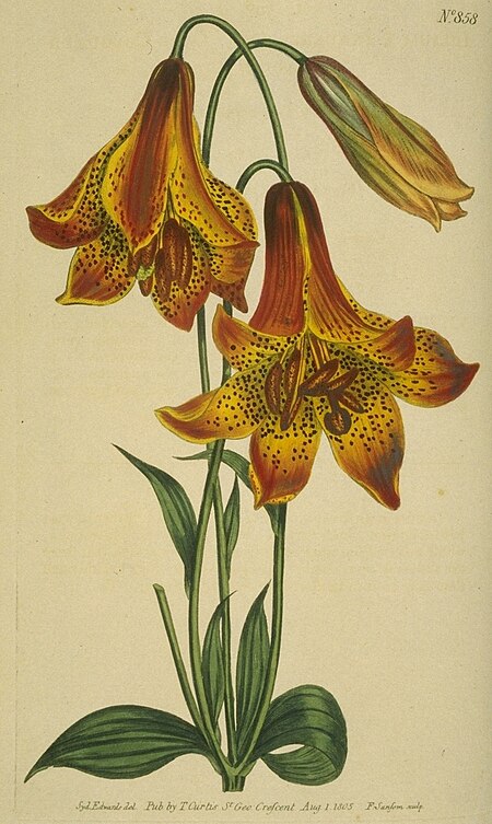 Tập_tin:Lilium_canadense_(beta).jpg