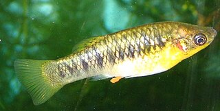 Humpbacked limia Species of fish