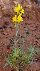 <center>Linaria oligantha</center>