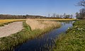 Lisse, la végétation de roseaux autour du fossé avec champ de fleurs