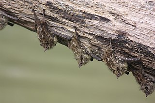 Proboscis bat Species of bat