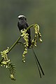 Long-tailed tyrant