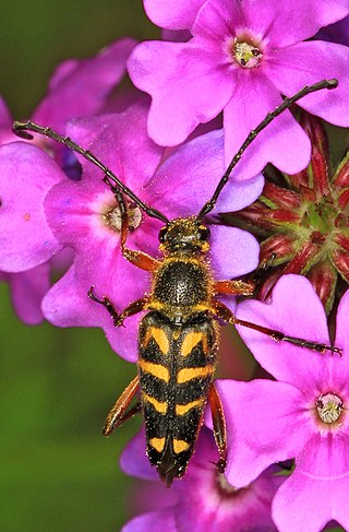 <i>Typocerus zebra</i> Species of beetle