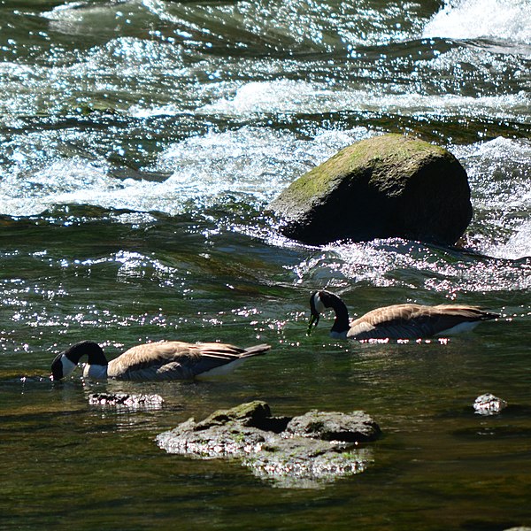 File:Low tide at North Wind's Weir 27 - Canada Geese (cropped).jpg