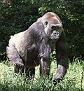 Vorschaubild für Westlicher Gorilla