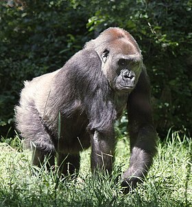 Lowland Gorilla (8973697544).jpg
