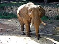 African elefant at Ramat-Gan Safari