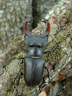 <i>Lucanus</i> (beetle) Genus of beetles